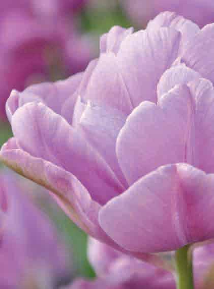 DUBBELE LATE TULPEN Lilac Perfection 1951!35-50 @5 #10 $10 %11/12 Z-H Bestelnr.