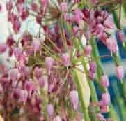Allium macranthum (Synoniemen: A. oviflorum en A. simethis) De eerste beschrijving dateert uit 1874. (macro staat voor groot en anthos betekent: bloem).