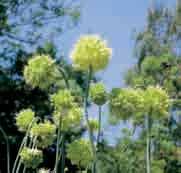 Allium obliquum Intro: 1753. Herkomst: het aangebodene betreft nazaten van de oorspronkelijk in het Sajan gebergte, in Siberië aangetroffen exemplaren.