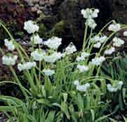 atropurpureum, hoogte en bloemgrootte perfect in balans. Intens paarsrode kleur. Bestelnr. 6100 3 st. 7.50 5 st. 12.00!40 @5-6 #15 $10-12 %12 Z Allium paradoxum var. normale Boslook.