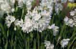Bloembollen voor in huis Mooie Amaryllis, heerlijk geurende geprepareerde hyacinten en narcissen voor in huis. Narcissus tazetta Paperwhite Ziva Geurende trosnarcis voor kamercultuur.