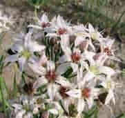 Allium plummerae Inheems in Arizona en Mexico, lokaal de Tanners Canyon Onion genoemd. Vernoemd naar Charles Plumier (1646-1704), pater, Franciscaan, goed botanicus en voortreffelijk tekenaar.