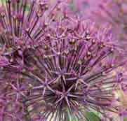 Allium Purple Rain Mooie transparante bloemen in een diepe tint paars waarover een metaalachtige gloed zit. Een perfecte, luchtige, op vuurwerk gelijkende bloeiwijze, die ook doet denken aan A.