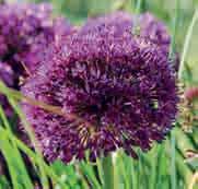 25 st. 9.00!90-100 @5-6 #15 $12-15 %12 Z-H Allium Purple Surprise In 1984 werd door de heer W. Hey deze selectie geregistreerd. Een nog intensere bloemkleur, een tint dieper dan A. Purple Sensation.