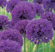 80 @5-6 #15 $12-15 %16 Z-L Allium Purple Sensation (Synoniem: A. hollandicum Purple Sensation ) Een selectiepartij in 1963 geregistreerd door de heer Jan Bijl. De bloemkleur is dieppaars.
