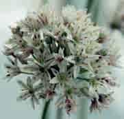 Allium ramosum Herkomst: Centraal-Azië tot en met Siberië. Heerlijk naar seringen geurend en langdurig bloeiend tijdens de zomermaanden.