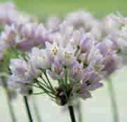 Allium roseum var. roseum (Synoniemen: A. amoenum, A. carneum en A. incarnatum) Intro: 1753. Er bestaan aanwijzingen dat al in 1697 melding gemaakt wordt van dit bolgewas.