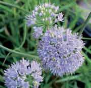 glaucum werd onder andere een plant met mooi grijsblauw loof geselecteerd. Lisa Blue is een compacte plant met kort blad dat al vroeg in het voorjaar verschijnt en het hele seizoen fris blijft.