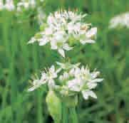 Allium tuberosum (Synoniem: A. uliginosum) Intro: 1825. Bekend onder de namen Chinese bieslook en knoflook-bieslook.