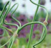 50 cm hoge bloemstelen zijn voorzien van een wit bloemscherm dat uit vele stervormige bloempjes bestaat. De keel van de bloemen is groen, ieder bloemblaadje heeft een groene nerf. Bestelnr. 242 5 st.