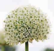 Allium White Giant Een extra hoge allium waarvan de sneeuwwitte bollen op stevige 150 cm forse stelen staan.