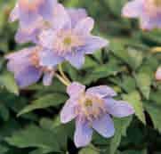 De wat grotere bloemen zijn zacht lavendelblauw met een rozelila gloed over de buitenste bloemblaadjes. Bestelnr. 314 p.st. 3.95 3 st. 10.50!