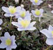 H-S Anemone nemorosa Robinsoniana (Synoniem: A. nemorosa Caerulea ) Werd in ca.