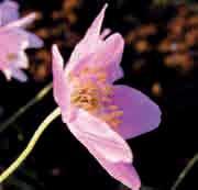 Anemone nemorosa Swedish Pink c Toen Dr.
