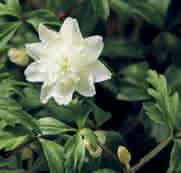 Verreweg de mooiste witte gevuldbloemige A. nemorosa. De bloemen zijn groter dan die van A. nemorosa Alba Plena en de stand van de bloemblaadjes is fraaier. (Bijna Camelia-achtig ). Bestelnr.