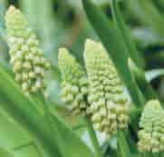 Bellevalia pycnantha Green Pearl Intro: 2001. Een selectie met zachtgroene bloemtrossen die bij het ontluiken van de knoppen naar crèmewit kleuren. Goed bruikbare, subtiele tint.