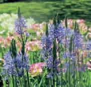 10 st. 10.50!100 @5-6 #15 $12-15 %16 Z-H Camassia leichtlinii Caerulea Statige, blauwe bloemtrossen, bezet met grote stervormige donkerblauwe bloemen, worden gedragen door stevige rechte bloemstelen.