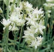Camassia leichtlinii Semiplena Een steriele halfgevulde vorm. De roomkleurige bloemen met ietsje groen bevinden zich aan 60-80 cm hoge bloemstelen.