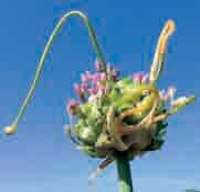 100 @5-6 #30 $15 %24 Z-L Allium amethystinum Red Mohican Een zomerbloeiende bordeauxrode allium waarbij zich ten tijde van de bloei een forse kuif ontwikkelt waaruit witte bloempjes ontluiken.