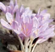 Colchicum bivonae is inheems in het Mediterrane gebied, Corsica tot West-Turkije. Bestelnr. 2186 p.st. 3.50 3 st. 9.75!20-25 @8-9 #15 $15 %I. L-H Colchicum byzantinum (Synoniemen: C. autumnale var.
