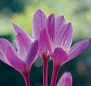 50 3 st. 9.75!30 @9-10 #15 $15 %I. Z-H Colchicum speciosum Atrorubens c Een opvallende, intens gekleurde Herfsttijloos met grote bloemen, wit vanuit het hart. C. speciosum is inheems in Turkije en de Kaukasus, voorkomend in lichte bosrijke gebieden.
