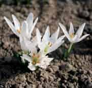szovitsii, destijds ontdekt in Nakhichevan, Azerbeidzjan, onderscheidde deze selectie zich met de meest zuiver witte bloemen.