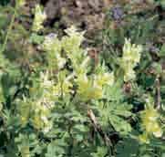 Het geslacht Corydalis omvat honderden fraaie species en de hieruit ontstane cultivars.