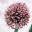 50 c Allium ampeloprasum Hairy Friend Bestelnr.