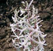 Corydalis ruksansii Deze Corydalis is door Janis Ruksans in 1991 gevonden in de nabijheid van de rivier Shing in het gebergte Seravschan in Tadzjikistan. In eerste instantie werd gedacht aan C.