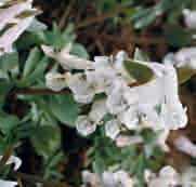 solida Beth Evans Zacht helderroze bloemen met een wit vlekje op de sporen dat duidelijker zichtbaar wordt naarmate de bloeitijd verstrijkt. Het blad is grover dan bij de andere variëteiten.
