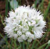 Allium amplectens Graceful Beauty (Synoniemen: A. attenuifolium, A. occidentale en A. monospermum) Intro: 1857. A. amplectens is een zeer makkelijk groeiende species uit Noord-Amerika.