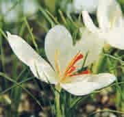 Crocus cartwrightianus Albus Intro: 1843. Herkomst: Griekenland en op het eiland Kreta. Aanvankelijk werd C. cartwrightianus beschouwd als C. sativus; zij zijn nauw aan elkaar verwant.