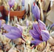 2172 10 st. 3.00 25 st. 7.00!10-15 @10-11 #5 $5 %7 Z-L Crocus sativus De saffraankrokus. Algemeen wordt aangenomen dat C. sativus een vorm van C. cashmirianus zou zijn.