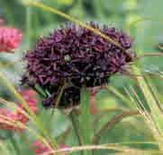 Allium atropurpureum Herkomst: de Balkan. De in 1800 geïntroduceerde allium heeft een bloemkleur die in de natuur weinig voorkomt, namelijk donker purperrood (atropurpureus).