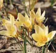 Een unieke kleur in krokus, de grote goudgele bloemen tonen en abrikooskleurige gloed over de buitenste bloemblaadjes.