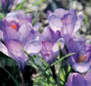 De binnenzijde van de bloemblaadjes varieert van paars tot donkerpaars, de buitenste bloemblaadjes zijn geelachtig met een duidelijk waarneembare violette nerf, soms spontaan gevlekt.