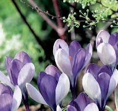 De zacht geurende geeloranje bloemen zijn trechtervormig met op de buitenste bloemblaadjes soms bronzen of paarse streepjes en spikkeltjes. Bestelnr. 520 3 st. 7.50 5 st. 12.00!10-15 @12-2 #5 $5 %I.