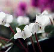 Cyclamen coum subsp.