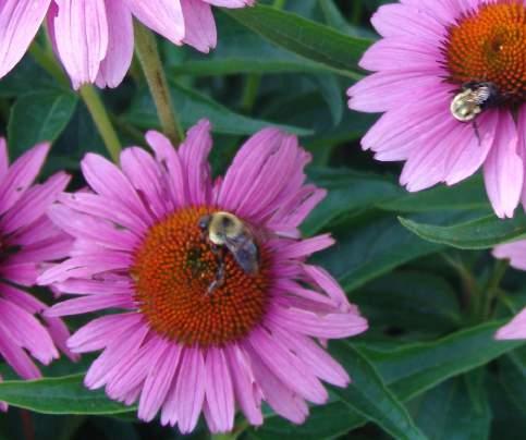 ontwerp rekening is gehouden met natuur en biodiversiteit. Natuur is een inclusief onderdeel van zowel de architectuur als de openbare ruimte.