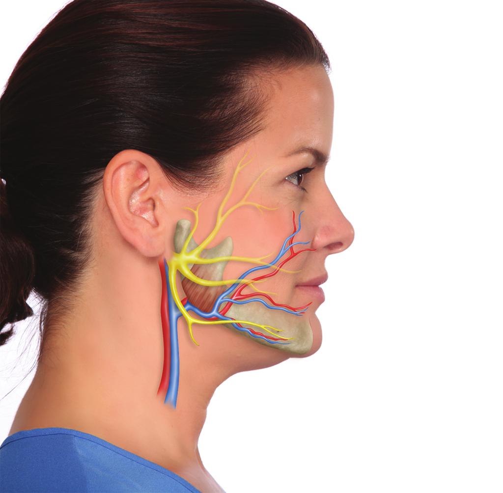ANATOMISCH STRUCTUUR VAN D NK Bepalen van de positie van de marginale mandibulaire zenuw ten opzichte van de (slag)aderen in het gezicht Achter de gezichtsslagader De marginale mandibulaire zenuw