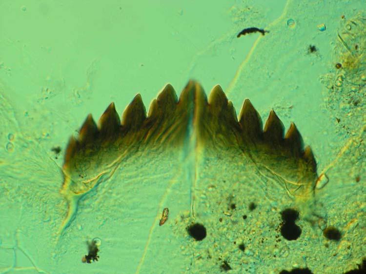 Chironomidae of Dansmuggen Halocladius stagnorum, een