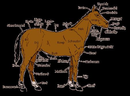 Jullie weten misschien ook dat paarden verschillende patronen of tekeningen