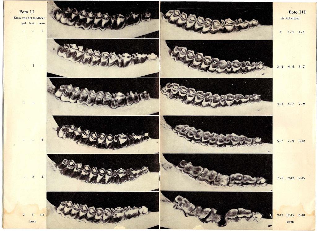 Foto Foto 111 Kleur van het tandbeen geel 2 bruin zie linkerblad zwart 3 3-1 1-5