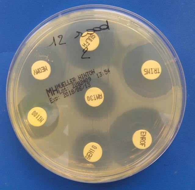 Figuur 11: Synergistisch effect tussen trimethoprim en sulfamethoxazole (pijltje). 4.3 PCR en gelelektroforese De resultaten van de gelelektroforese zijn weergegeven in Figuren 12-18 in de bijlage.