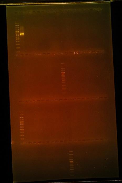 8 Bijlagen Figuur 12: Agarose gelelektroforese waarbij de geamplificeerde OXA-1 (bovenste twee rijen) en OXA-2 (onderste twee rijen) gen fragmenten, na PCR, gescheiden werden.