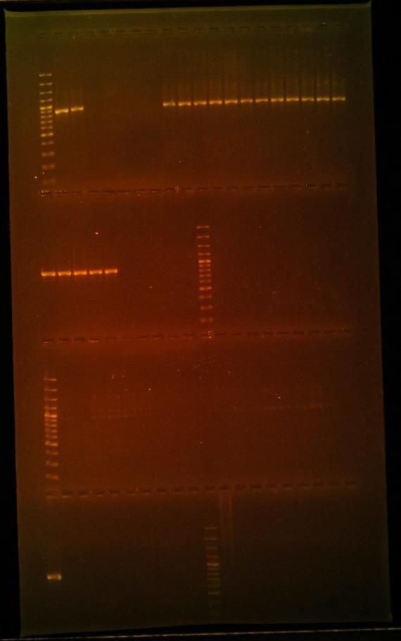 Figuur 14: Agarose gelelektroforese waarbij de geamplificeerde CTX-M-1 (bovenste twee rijen) en CTX- M-2 (onderste twee rijen) gen fragmenten, na PCR, gescheiden werden.