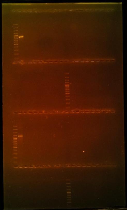 Figuur 15: Agarose gelelektroforese waarbij de geamplificeerde CTX-M-9 (bovenste twee rijen) en CMY- 2 (onderste twee rijen) gen fragmenten, na PCR, gescheiden werden.