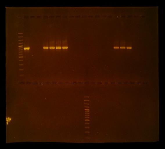 controle. Enkel de controle van CTX-M-9 is positief. Figuur 16: Agarose gelelektroforese waarbij de geamplificeerde TEM gen fragmenten, na PCR, gescheiden werden.  controle.