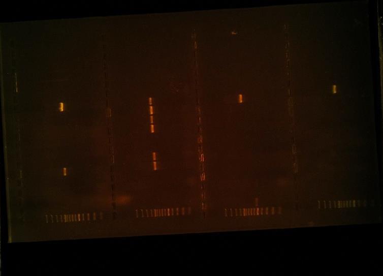 Figuur 17: Agarose gelelektroforese waarbij de geamplificeerde TEM (eerste rij), CTX-M (laatste rij), CTX-M-1 (tweede rij) en -2 (derde rij) gen fragmenten, na PCR, gescheiden werden.