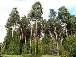 8. Groenelementen Werkingsprincipe: loof en naalden van bomen vangen fijn stof af tussen emissiepunt en erfgrens Kennis zeer beperkt: onderzoek Plant Research International (PRI) in